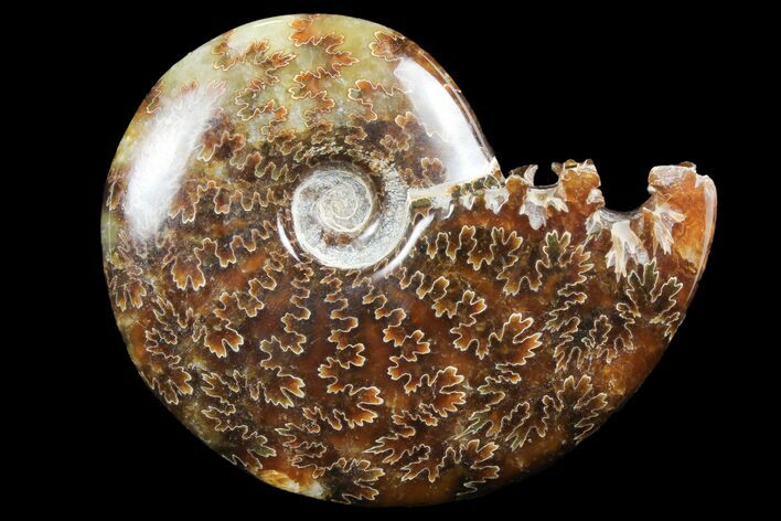 Polished, Agatized Ammonite (Cleoniceras) - Madagascar #97289